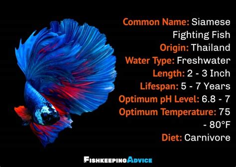 Betta Fish Care Guide: Tank Setup, Diet, Tank Mates, & !.